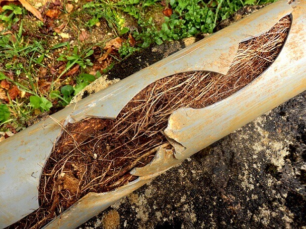 Root goes through pipe in fall weather